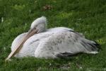 Dalmatian pelican