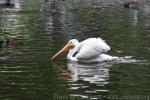 American white pelican