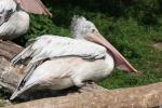 Spot-billed pelican