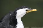 Little pied cormorant