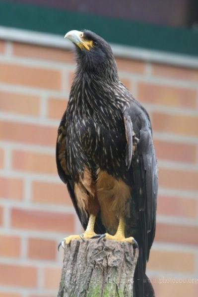 Striated caracara