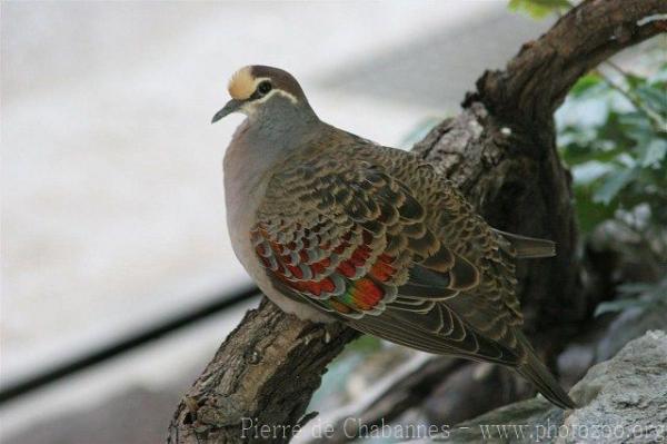 Common bronzewing