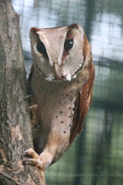 Oriental bay owl