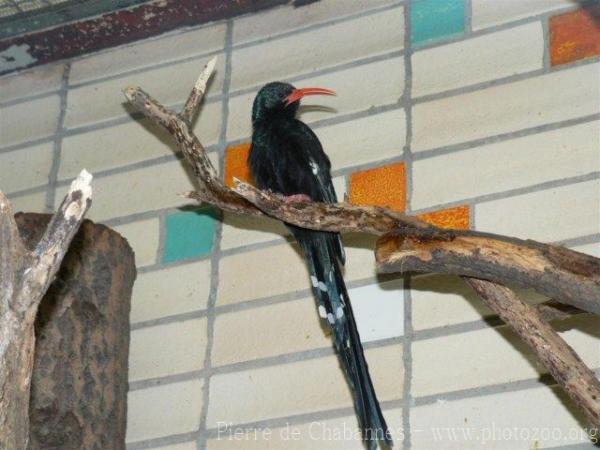 Green woodhoopoe *