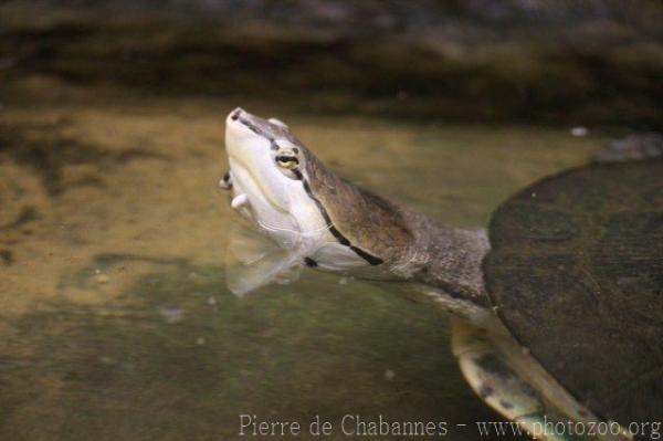 Saint-Hilaire’s toadhead turtle