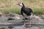 Spur-winged goose