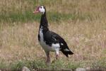 Spur-winged goose