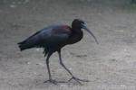 Glossy ibis