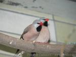 Long-tailed Finch