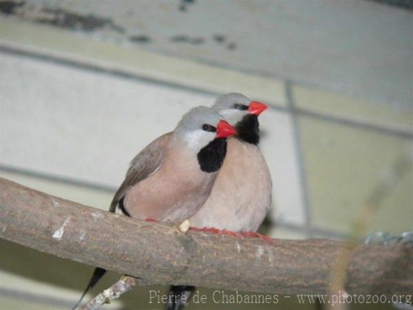 Long-tailed Finch