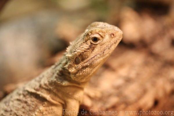 Dwarf bearded dragon