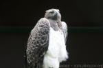 Martial eagle