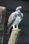 Martial eagle