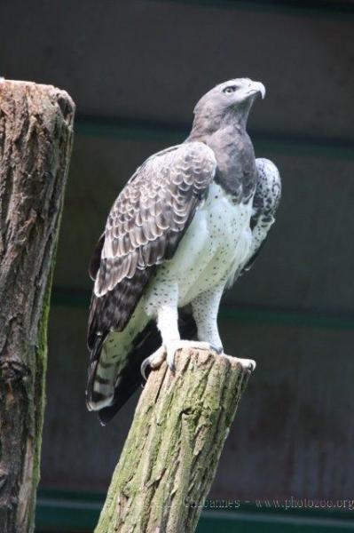 Martial eagle