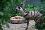 Aardwolf