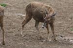 White-lipped deer