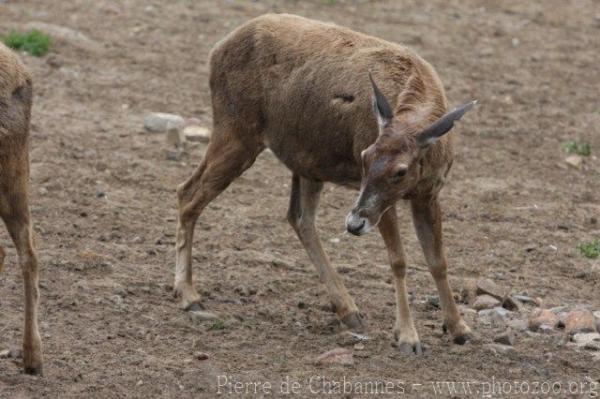 White-lipped deer