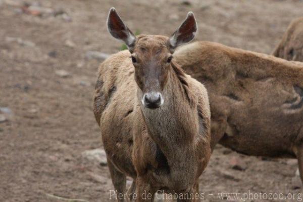 White-lipped deer