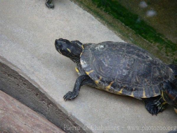 Coastal plain cooter