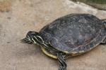 Florida redbelly turtle