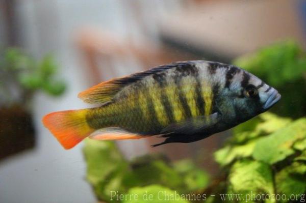 Obliquidens cichlid