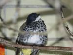 Scaly-breasted bulbul *