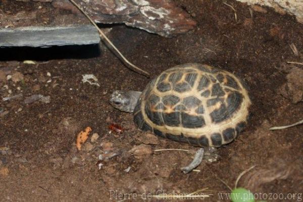 Spider Tortoise