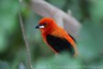 Brazilian tanager