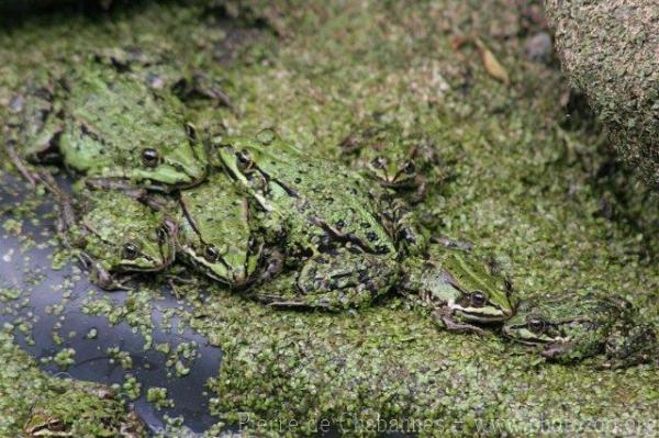 Edible frog