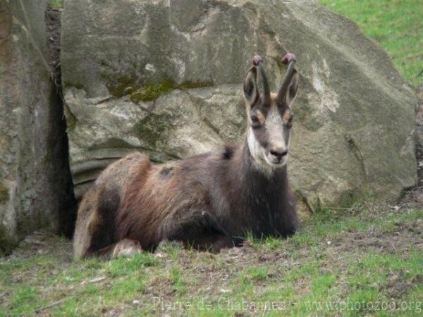 Alpine chamois