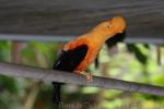 Andean cock-of-the-rock