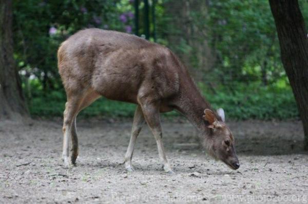 Sumatran sambar deer