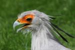 Secretarybird