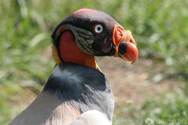 King Vulture