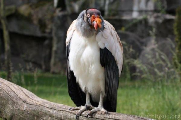 King Vulture