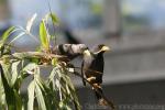 Grosbeak starling