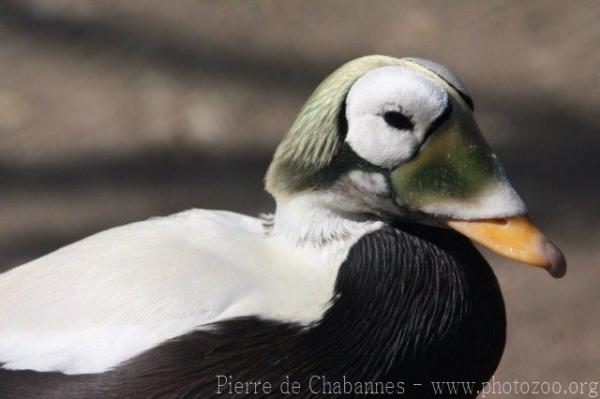 Spectacled eider