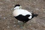 Atlantic common eider