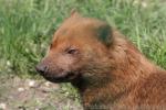 Bush dog