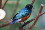 Superb starling