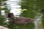 Freckled duck