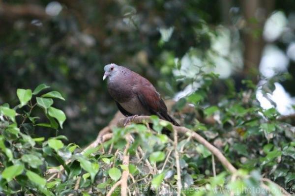 Madagascar turtle-dove