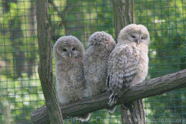 Ural owl