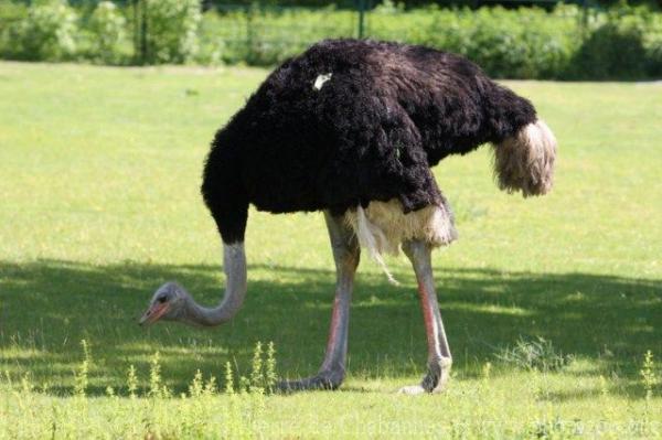 South-African ostrich