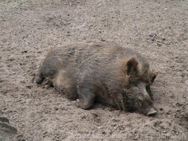 European wild boar