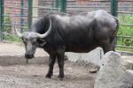 Cape buffalo