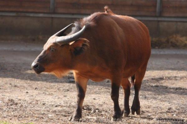 Forest buffalo