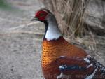 Elliot's pheasant