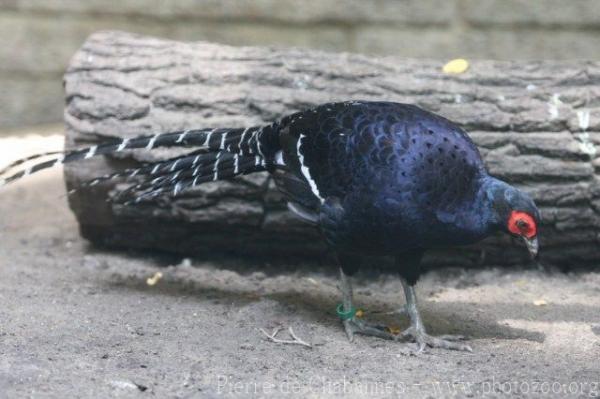 Mikado pheasant