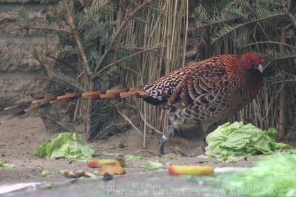 Copper pheasant